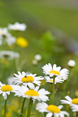 Spring Daisies growing wild against blurred background