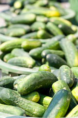 Bushels of baby cucumbers ready to pickle