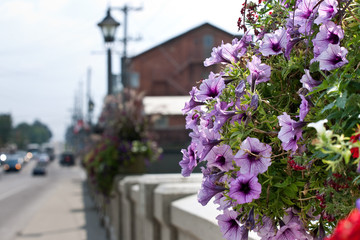 Hanging flower basket on a bridge