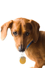 Miniature Dachshund upper body on white