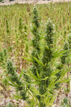 Kif or cannabis at Rif, Morocco