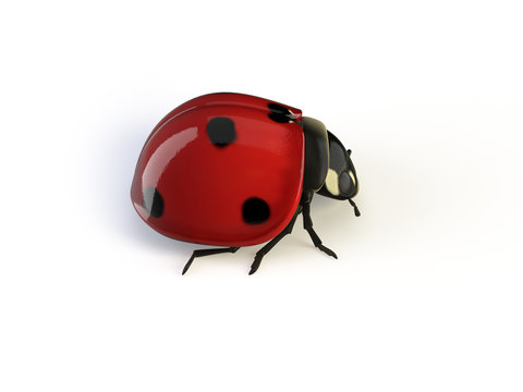 isolated ladybird
