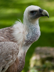Gaensegeier