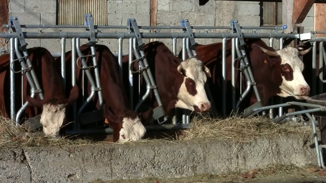 vaches