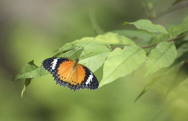 Fototapeta na wymiar Orange butterfly in the butterfly garden of Samui, Thailand