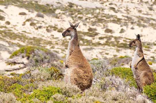 Couple of wild kangaroos in nature