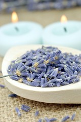 Lavendel - Blüten