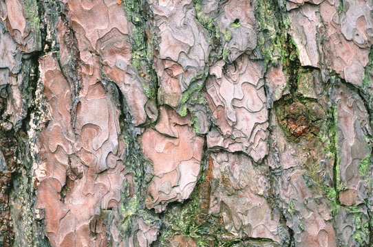 Bark of tree as a background