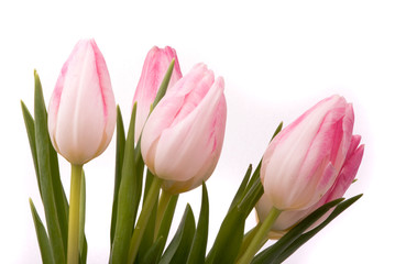 Pink tulips on a white background