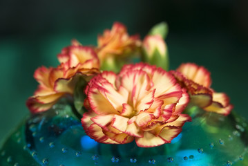 Pink Flowers in a vase