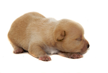 Chihuahua dog on white background