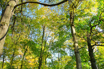 park trees
