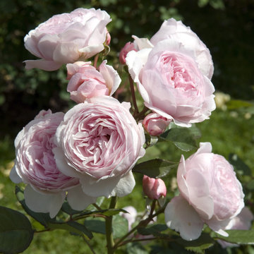 Englische Rose; Geoff Hamilton