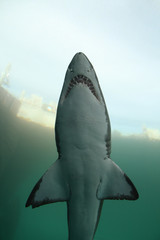 Obraz premium Underwater Shark