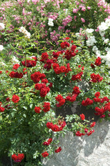 Kletterrose; Badener Sommergruss