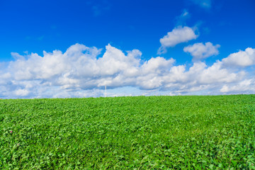 Naklejka premium field landscape