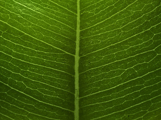 Obraz premium foglia