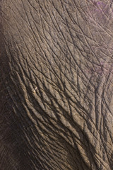 elephant skin