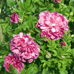 Rosa rugosa; David Thompson