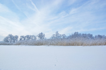 Winter trees and dry grass under blue sky