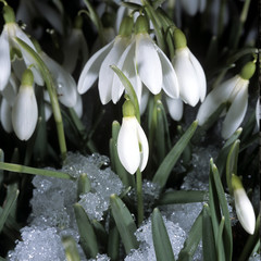 Schneegloeckchen; Galanthus; nivalis