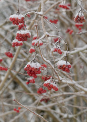 eingeschneite Vogelbeeren im Winter
