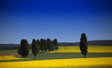 Lanschaft Raps Himmel blau