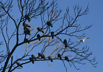 pigeons