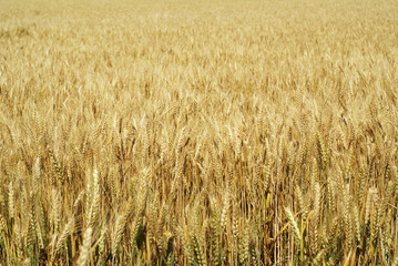 Field of wheat