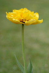 Yellow tulip