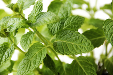 mint