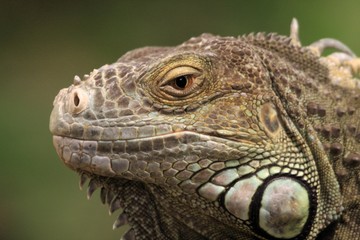 Fototapeta premium Leguan