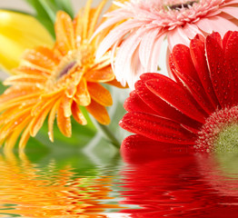 Closeup photo of varicoloured daisy-gerberas
