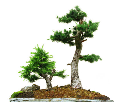 Two bonsai