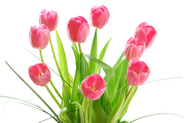 bouquet of tulips isolated on white