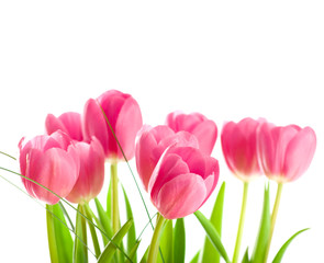 bouquet of tulips isolated on white