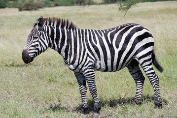 Fototapeta na wymiar zebra na sawannie