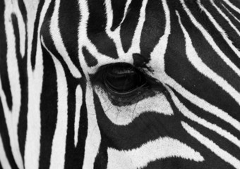 Obraz na płótnie Canvas Twarz Zebra