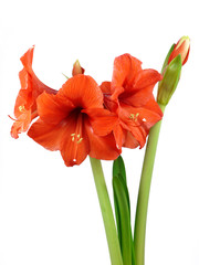 Amaryllis IV