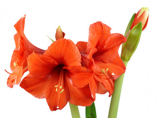 Amaryllis V
