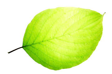 Leaf on a gleam, capillaries of a leaf are visible