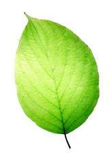 Leaf on a gleam, capillaries of a leaf are visible