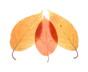 Leaf on a gleam, capillaries of a leaf are visible