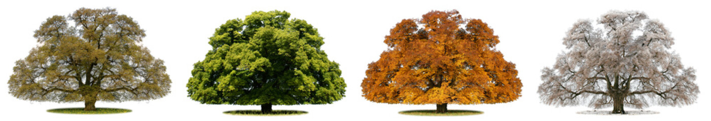 Jahreszeiten und Baum