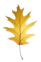 Leaf on a gleam, capillaries.