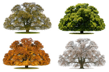 Baum und Jahreszeit