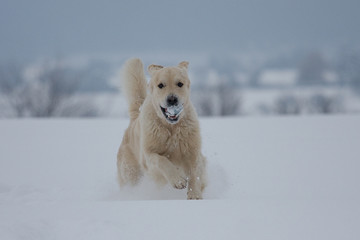 Golden Retriever im Schnee