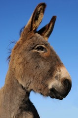 Obraz premium tête d'âne