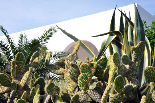 Casa tras cactus