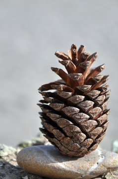 pi&ntilde;a sobre piedra